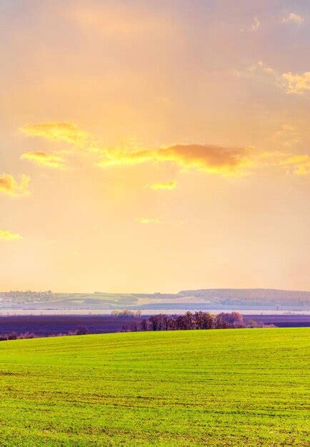 Campo Con Hierba Fresca Joven Y Cielo Pintoresco En Primavera Durante