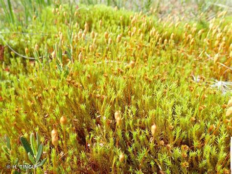 Discover The Enchanting World Of Polytrichum Alpinum Var