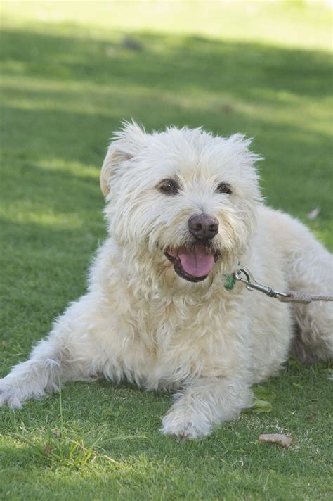 Scollop Medium Female Maltese X Labrador X Australian Terrier Mix Dog