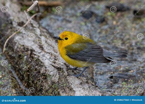 Prothonotary Warbler in Its Natural Habitat Stock Photo - Image of animal, nature: 258627560