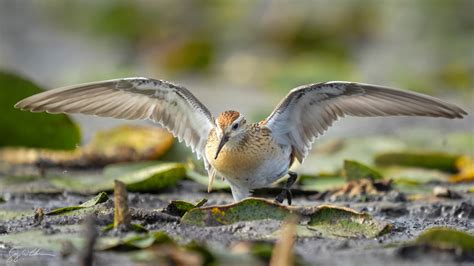 Sharp Tailed Sandpiper — Eastside Audubon Society