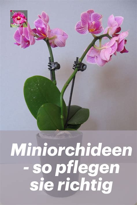 Miniorchideen Richtig Pflegen Meine Tipps Mini Orchidee Orchideen