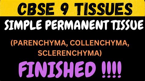 What Is Simple Permanent Tissue Types Of Simple Permanent Tissue Cbse 9 2023 2024 Youtube