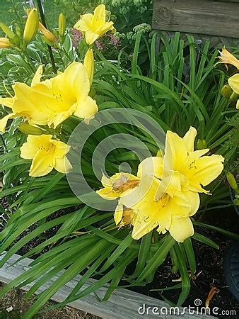 Yellow Daylilies Stock Image | CartoonDealer.com #151291897