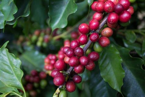 Colheita Do Caf Robusta Come A A Ganhar Ritmo Revista Cultivar