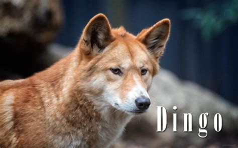 Dingoes: Beyond the Stereotypes and Misconceptions | DinoAnimals.com