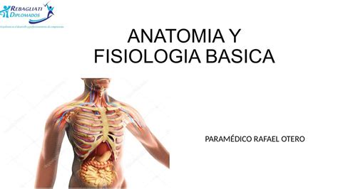 Anatomía y Fisiología Básica Enfermera en proceso uDocz