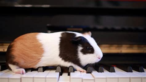 Do Guinea Pigs Like Music: A Surprising Answer - All Our Creatures