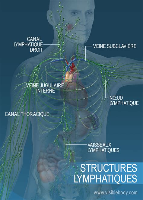 Syst Me Lymphatique