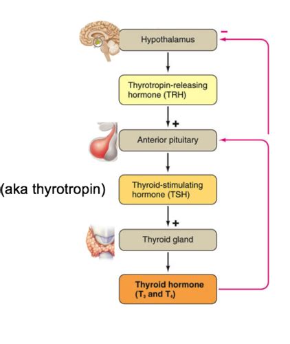 Endocrine System Lab 1 Flashcards Quizlet