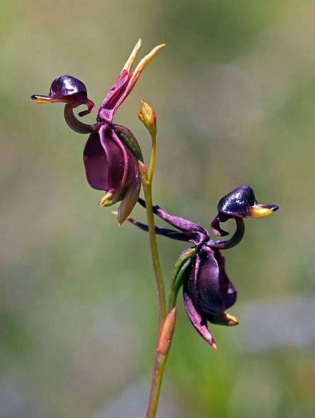 Rare And Weird Flowers That Look Like Something Else Around The