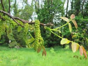 Free Images Branch Blossom Fruit Leaf Bloom Food Jungle