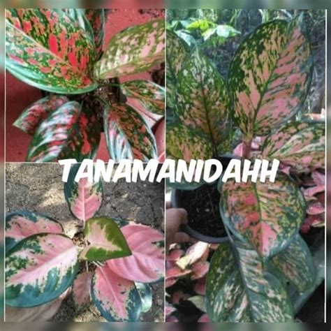 Jual Paket Jenis Tanaman Hias Aglaonema Aglaonema Kocin Lady