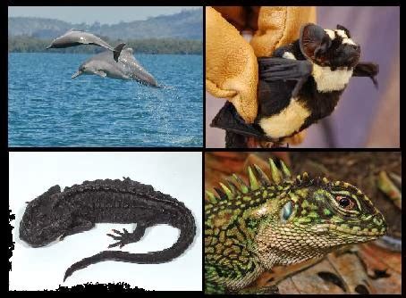 Animal Whatnots: Biggest new animal discoveries of 2013