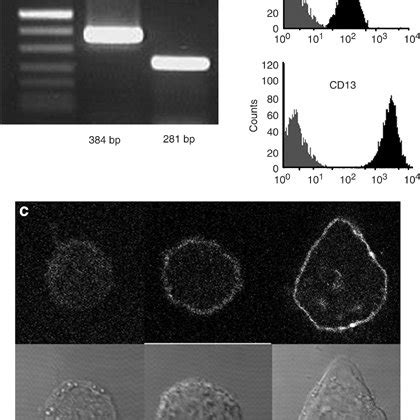 Expression Of DP IV CD26 And APN CD13 On Human SZ95 Sebocytes A MRNA