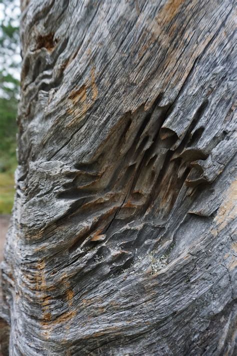 Old wood in Fulufjället national park Mad Elg Flickr