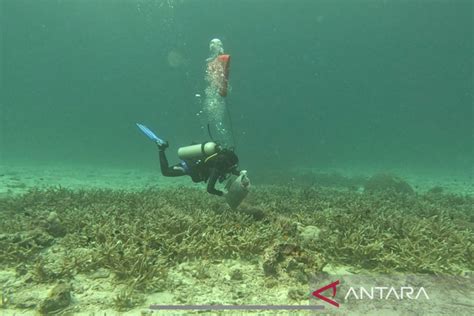 Pegiat Wisata Menyelam Bersihkan Sampah Di Dasar Laut Sabang Terkumpul