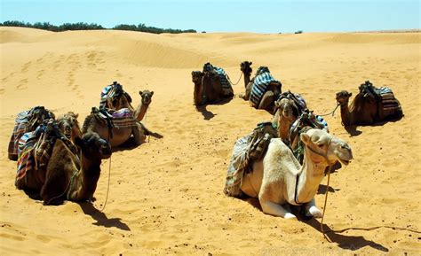 Camel riding Adventure at Great Oriental Erg 7Days/ 6 Nights | Across ...