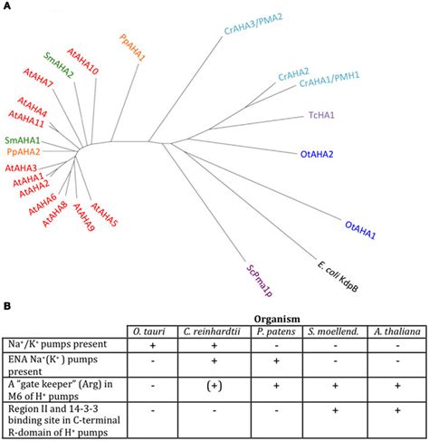 Phylogenetic Tree Of P3 ATPases H Pumps A And Table Summarizing