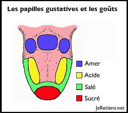 Le Syst Me Gustatif Et Olfactif Humain Les Go Ts Et Les Odeurs