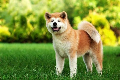 Akita Dog Price Range - The Breakdown of the Cost of Akita Puppies ...