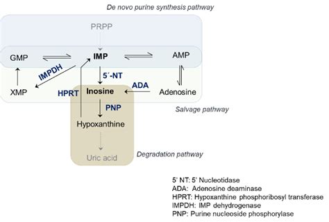 Purine Metabolism Inosine Acts As A Central Intermediate In Purine