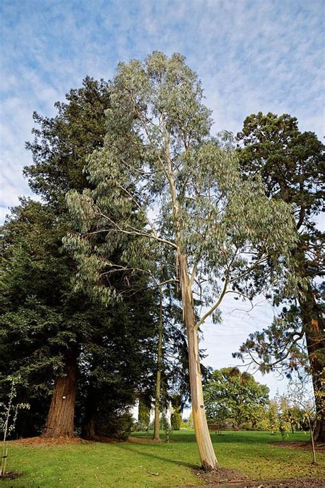 Snow Gum Eucalyptus Pauciflora Subsp Niphophila Growing Guides