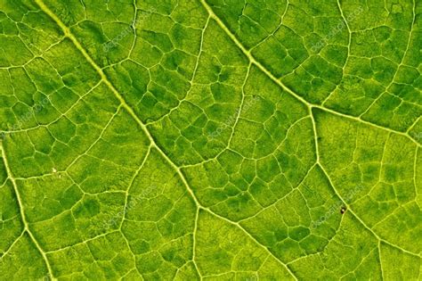 Closeup plant texture background — Stock Photo © stavklem_sale #82999906