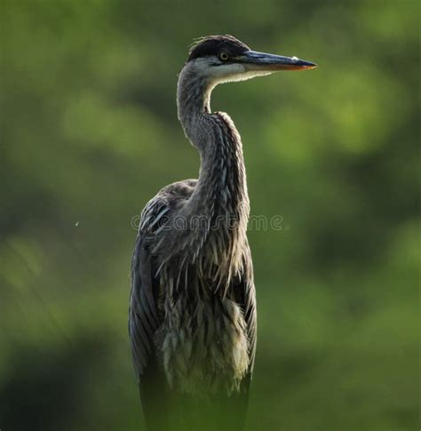 GREAT BLUE HERON CLOSE UP stock image. Image of nature - 130558105