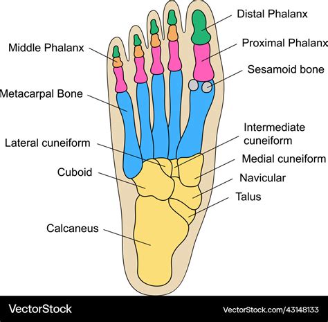 Human foot bones anatomy with descriptions Vector Image