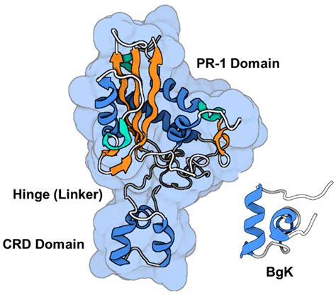 Snake Venom: A Promising Source of Neurotoxins Targeting Voltage-Gated