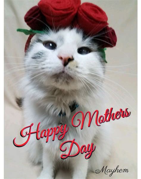 Happy Mothers Day Cat Nap Cats Furry Friend