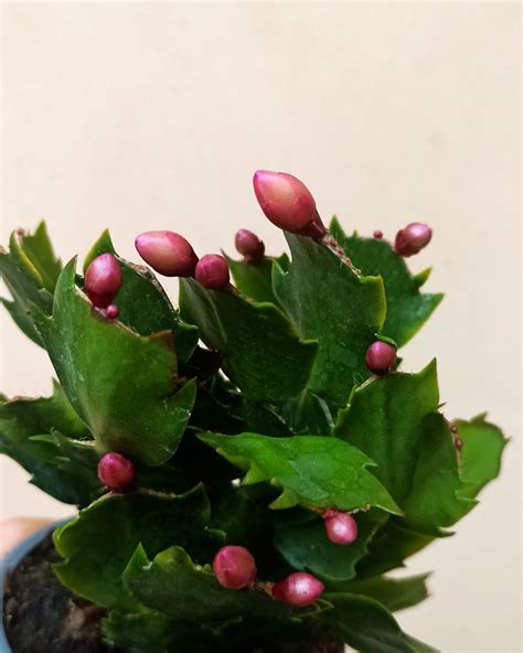 Acheter Schlumbergera Cactus De No L En Ligne Indoorpoppies