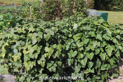 S Kartoffeln Anbauen Vorziehen Pflegen Ernten Steiermarkgarten