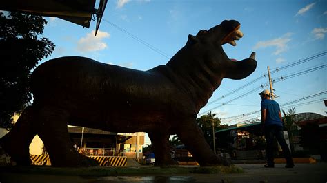 Pablo Escobar's Escaped Hippos Now Roam Wild in Colombia Rivers ...