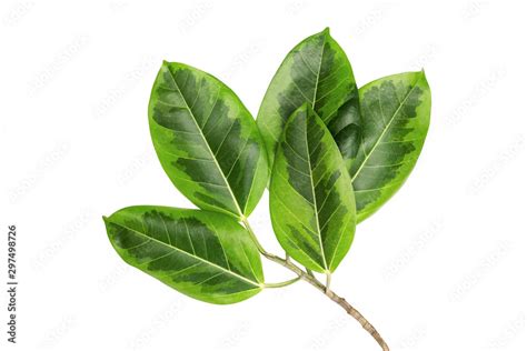 Green Leaves Pattern Autumn Plant Leaf Isolated On White Background