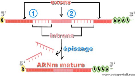 Intron D Finition Et Explications