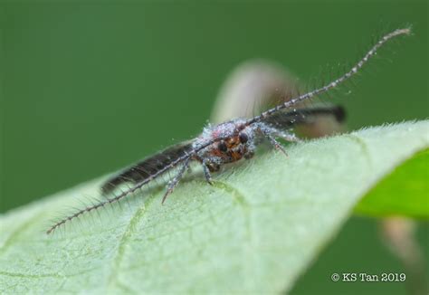 Giant Scale Insect Drosicha Sp 2g1a9268 Ks Tan Sg Flickr