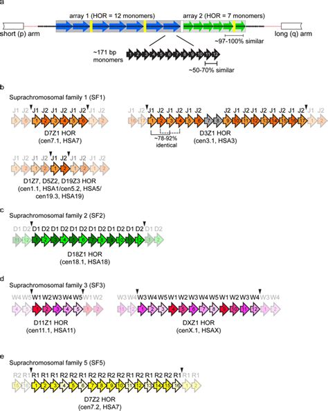 Array And Chromosome Specific Organization Of Alpha Satellite DNA A