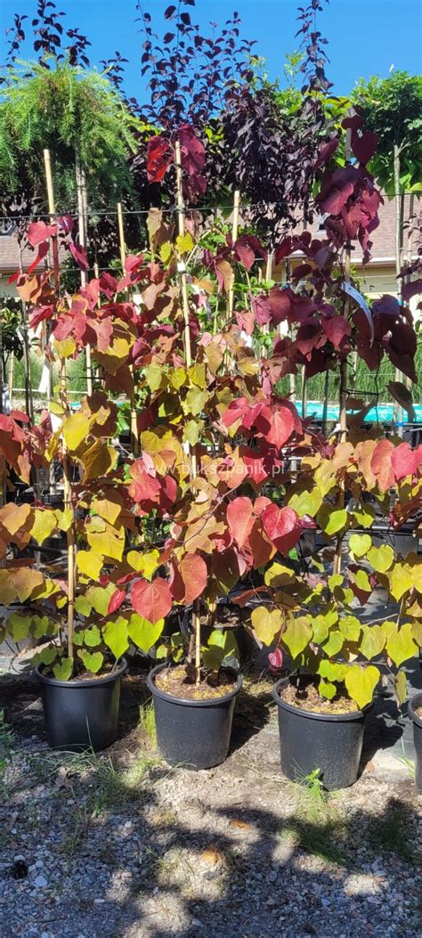 Judaszowiec Kanadyjski Eternal Flame Cercis Canadensis C12l 170cm Wys