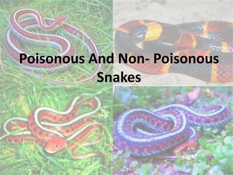 Identifying Poisonous and Non-Poisonous Snakes | PPT