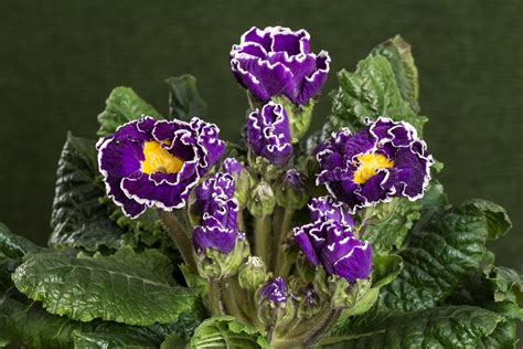 Primroses Macro Violet Primula - Free photo on Pixabay - Pixabay