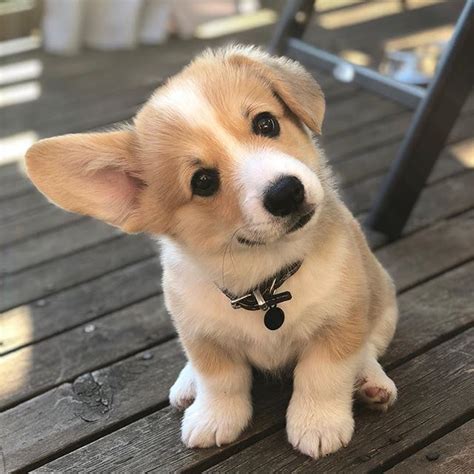 50 Corgi Dog Cute Pictures And Videos Of Fluffy Corgis