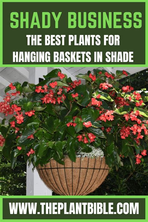 Hanging Baskets Discover The Perfect Shade Loving Plants For A Lush Look