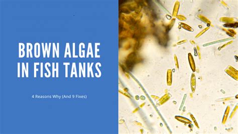 Brown Algae In Fish Tank - 4 Reasons Why (And 9 Ways To Get Rid Of It ...