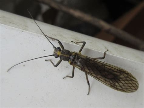 G Nero Stavsolus Inaturalist Ecuador