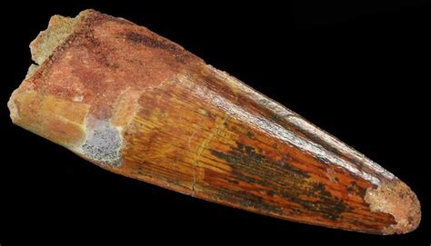 19 Spinosaurus Tooth Excellent Enamel 66920 For Sale