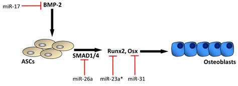 Ijms Free Full Text Function Of Micrornas In The Osteogenic