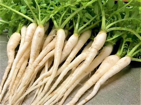 4月に植える野菜12選｜プランターでも栽培できるおすすめの種類は？