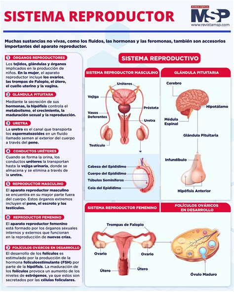 Aparato Reproductor Masculino Y Femenino Aparato Reproductor Fem